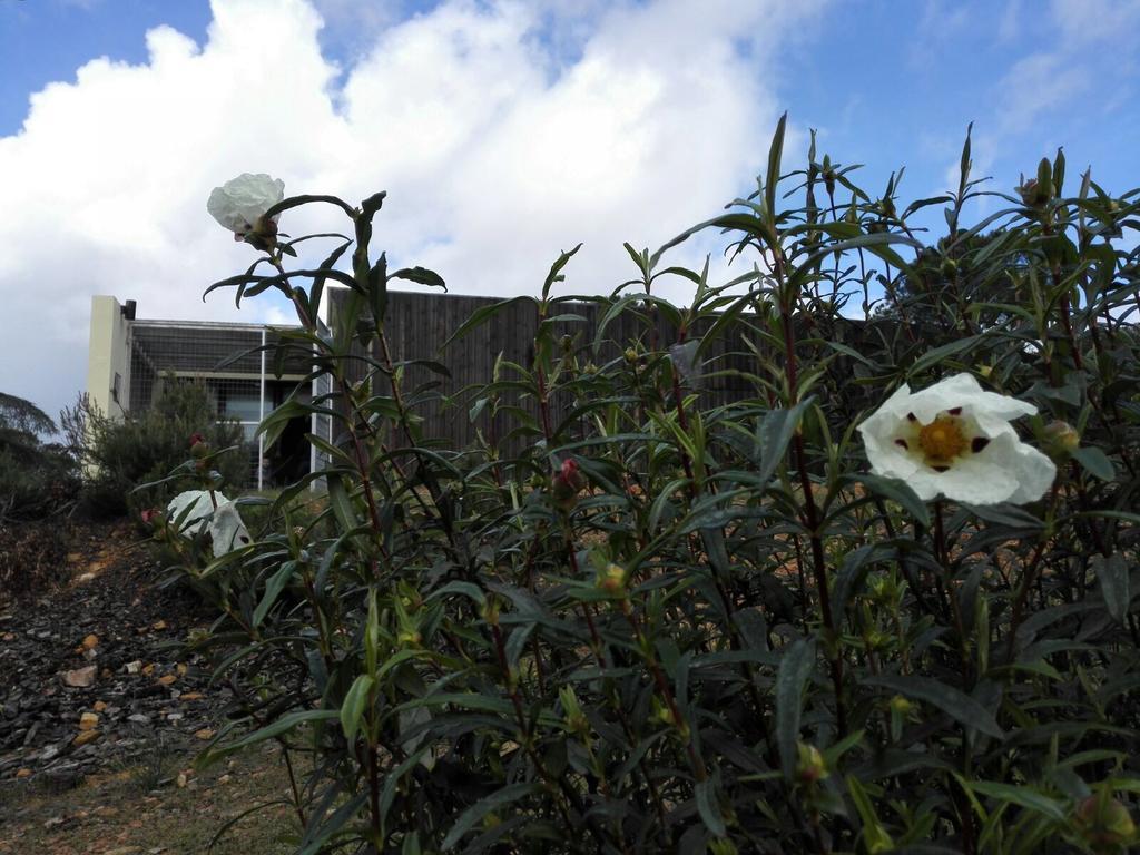 Casas Rurales Cijara Guest House Helechosa Exterior foto